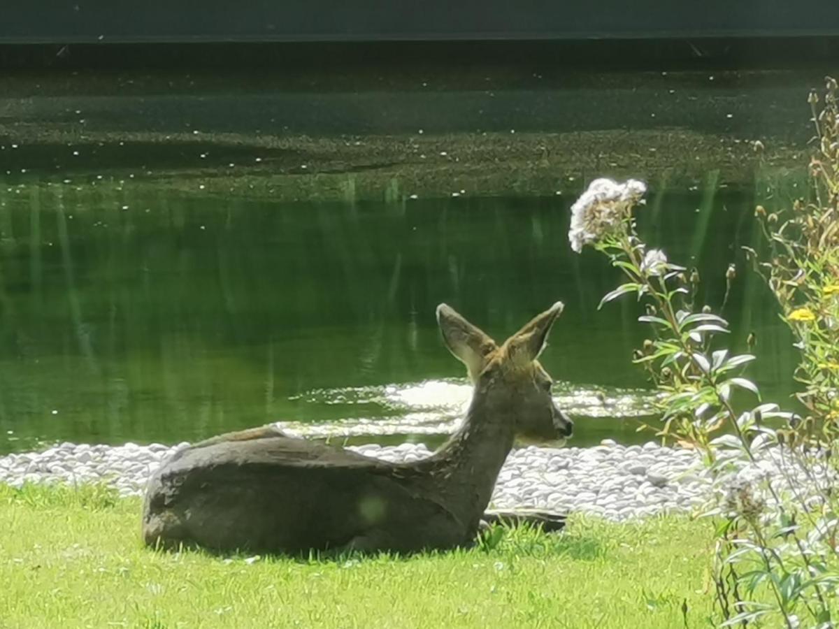 Scrab&Ble Ecologische Gastenkamers Bornem Dış mekan fotoğraf